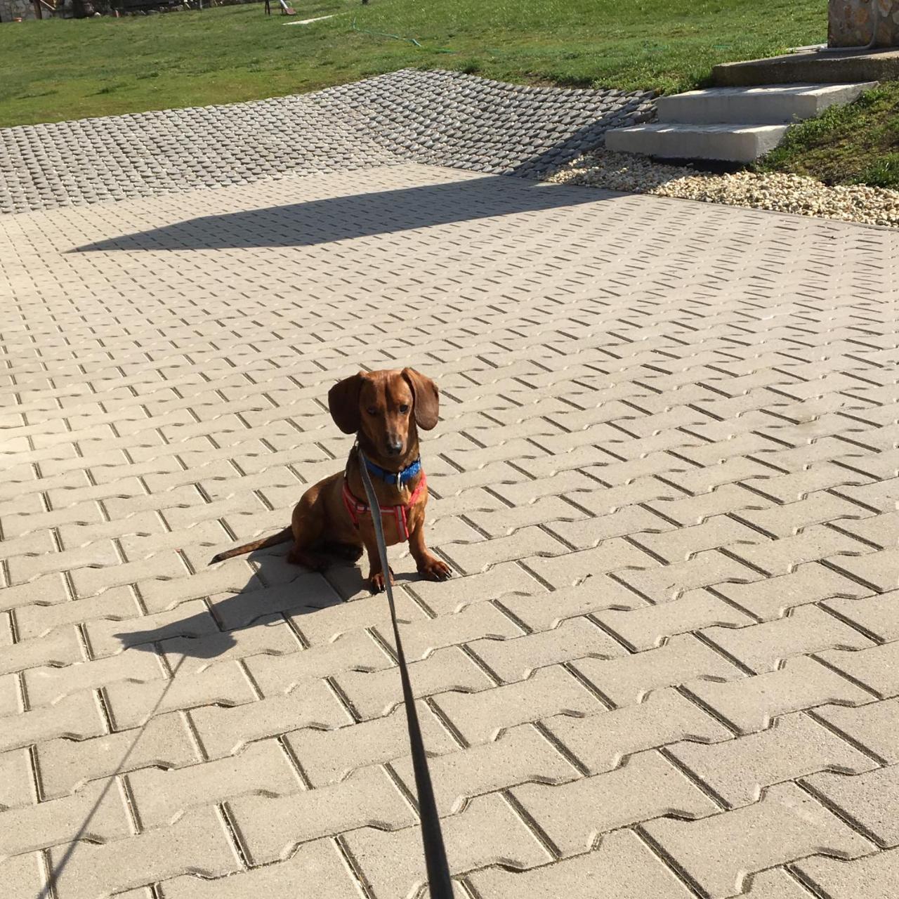 Pillango Vendeghaz Otel Tállya Dış mekan fotoğraf